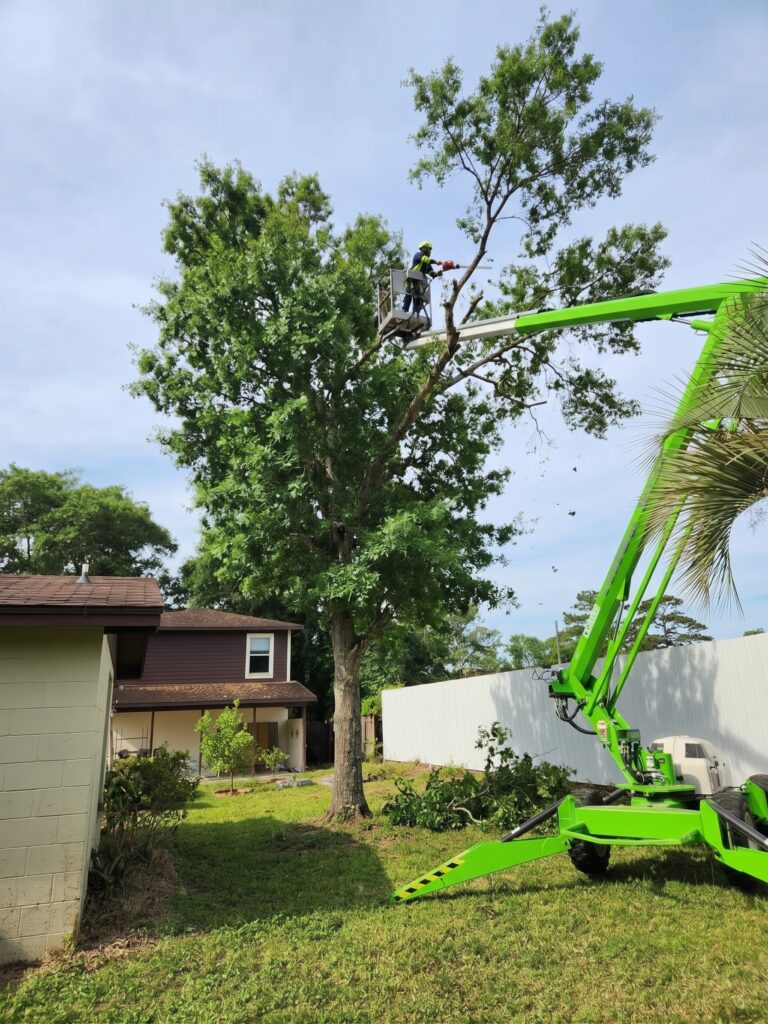 Tree Trimming