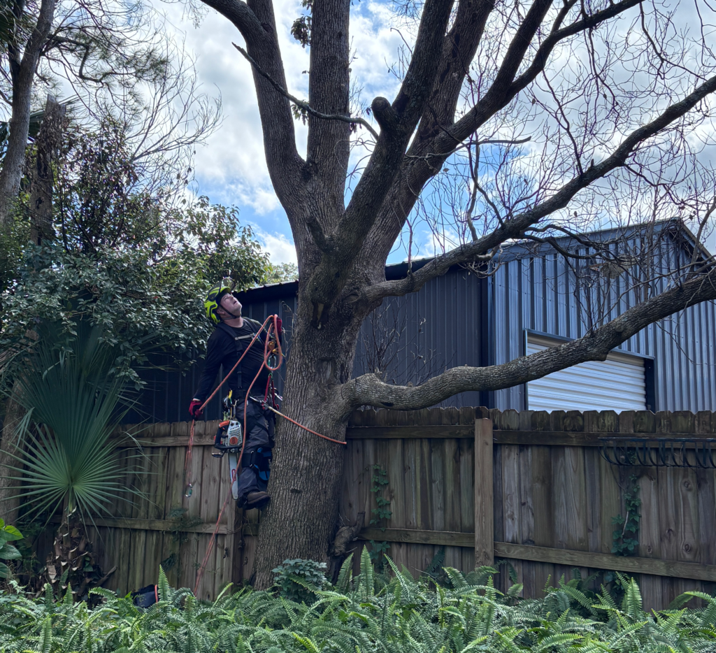 Safely climbing a tree